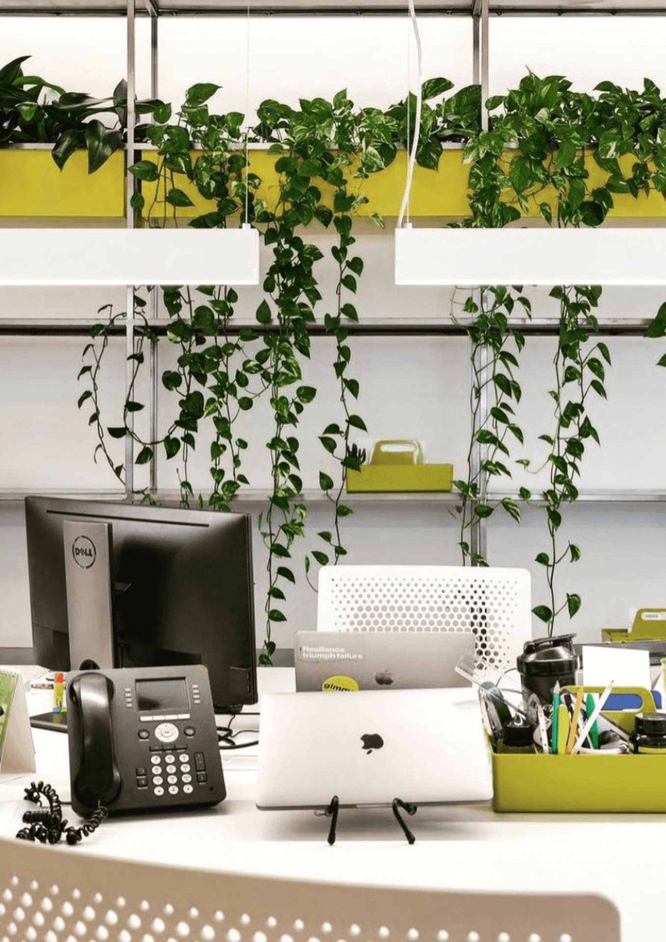 Decoración de Oficinas con Plantas